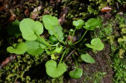 Cardamine porphyroneura. Plant with rosette leaves.
 Image: P.B. Heenan © Landcare Research 2019 CC BY 3.0 NZ